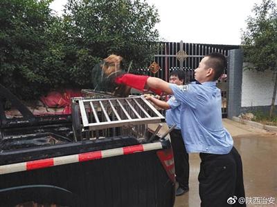 8月17日，西安鄠邑渼陂路派出所民警在辖区内对流浪狗进行抓捕。图/陕西省公安厅治安管理局官方微博