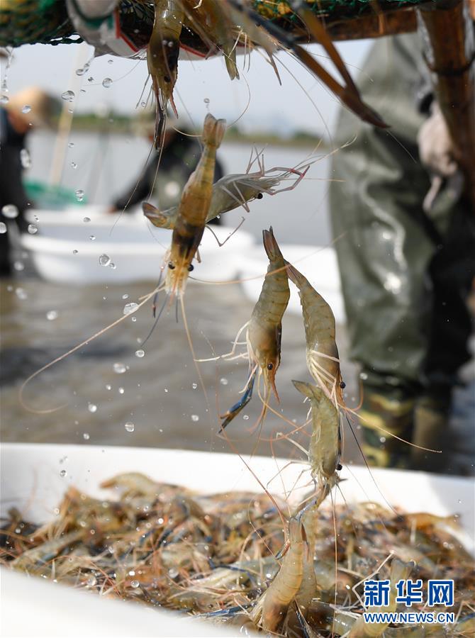 浙江湖州：又是一年虾肥时